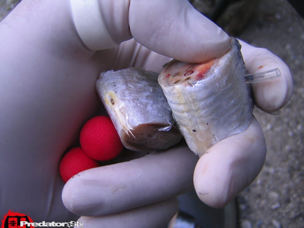 FOX Predator Kebab Rig