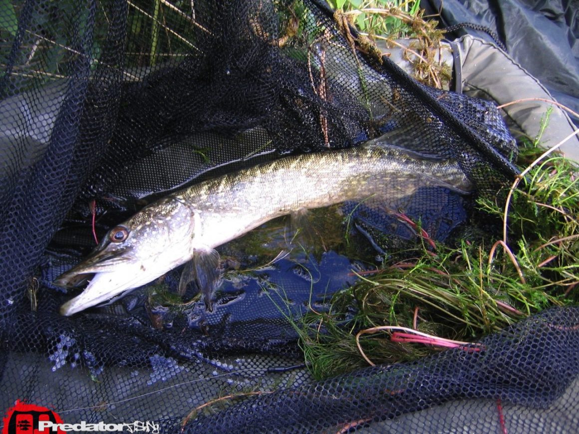 FOX System Drifter Segelpose