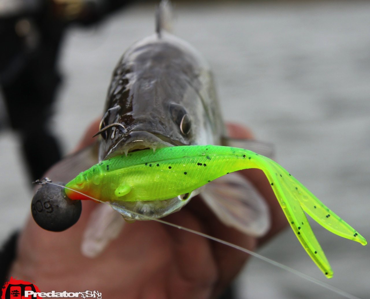 FOX-Rage-Teammeeting auf Hecht Zander Barsch