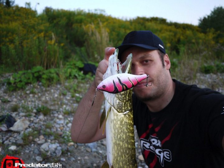 FOX Rage Hitcher Custom Edition - Pink-Virgin