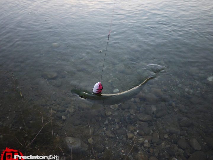 FOX Rage Hitcher Custom Edition - Pink-Virgin