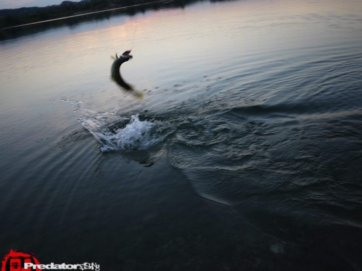 FOX Rage Hitcher Custom Edition - Pink-Virgin