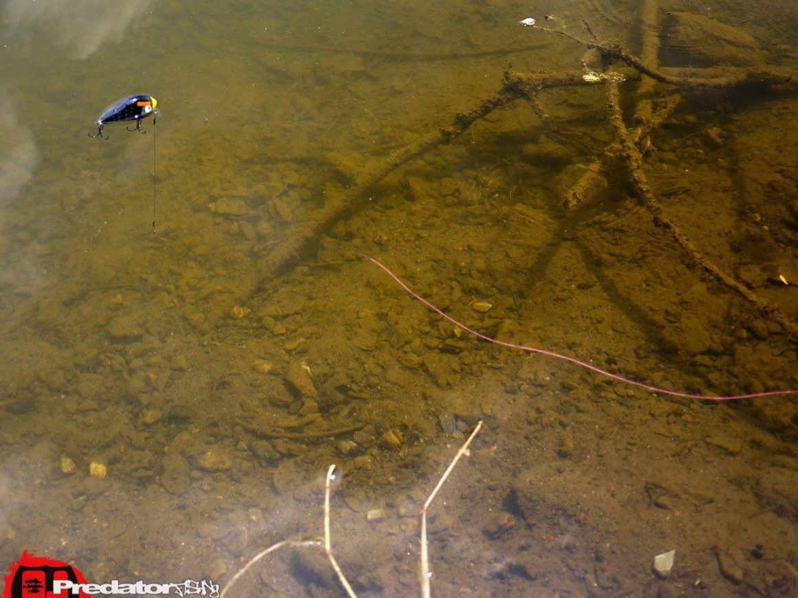 Rapala-Angry Birds Special