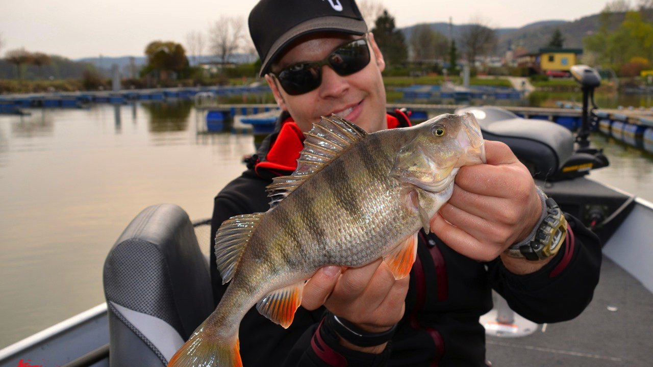 MIt FOX Rage auf fette Zander und Barsche in der Donau
