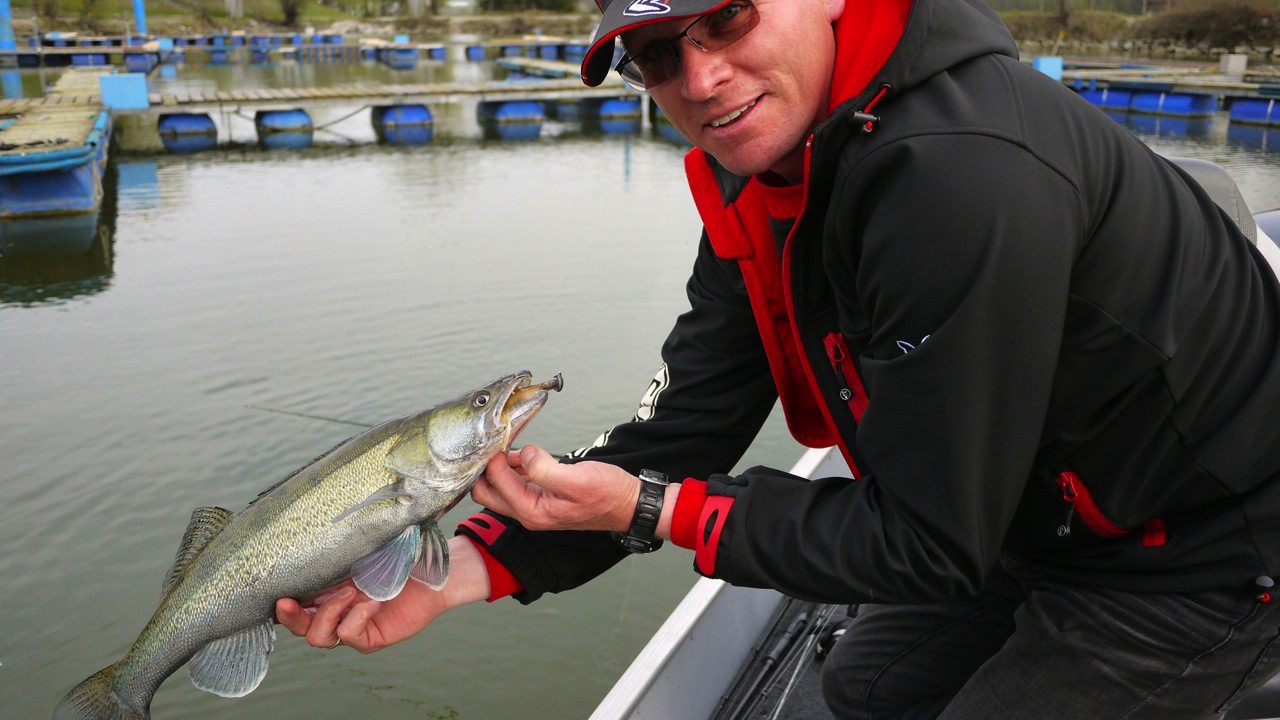 MIt FOX Rage auf fette Zander und Barsche in der Donau