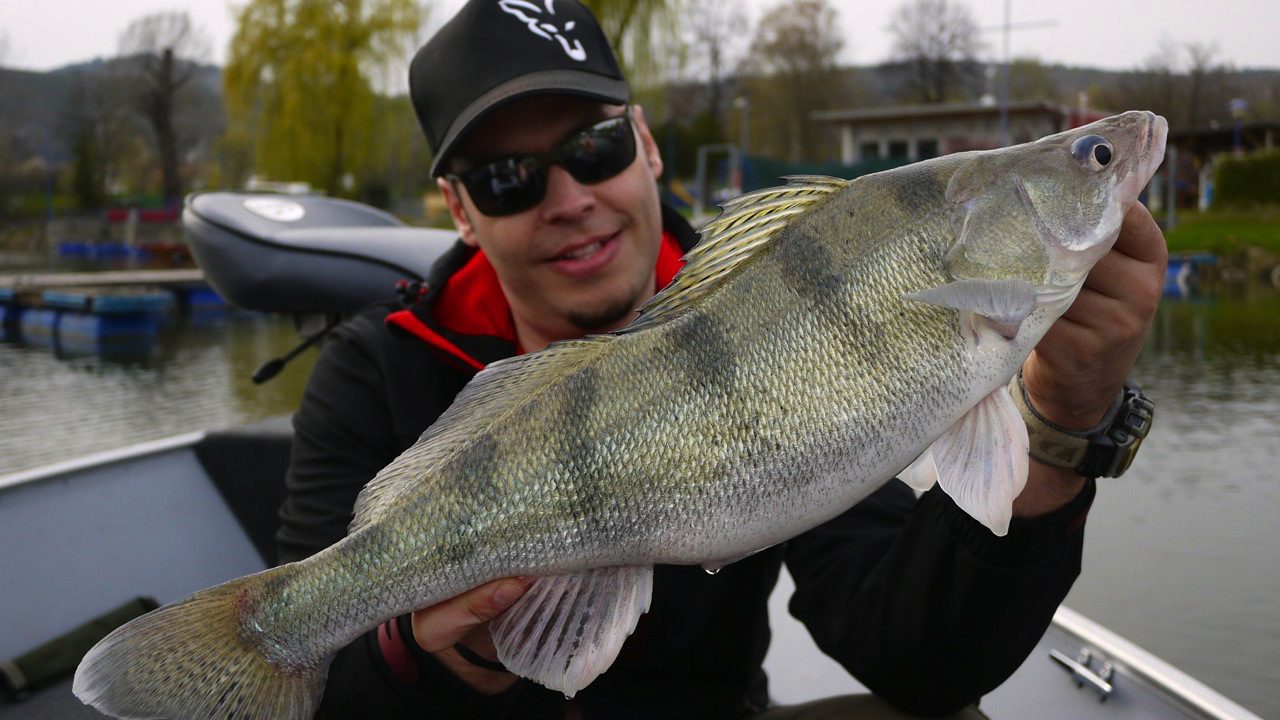 MIt FOX Rage auf fette Zander und Barsche in der Donau