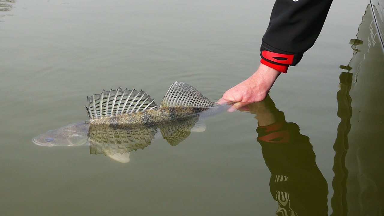 MIt FOX Rage auf fette Zander und Barsche in der Donau