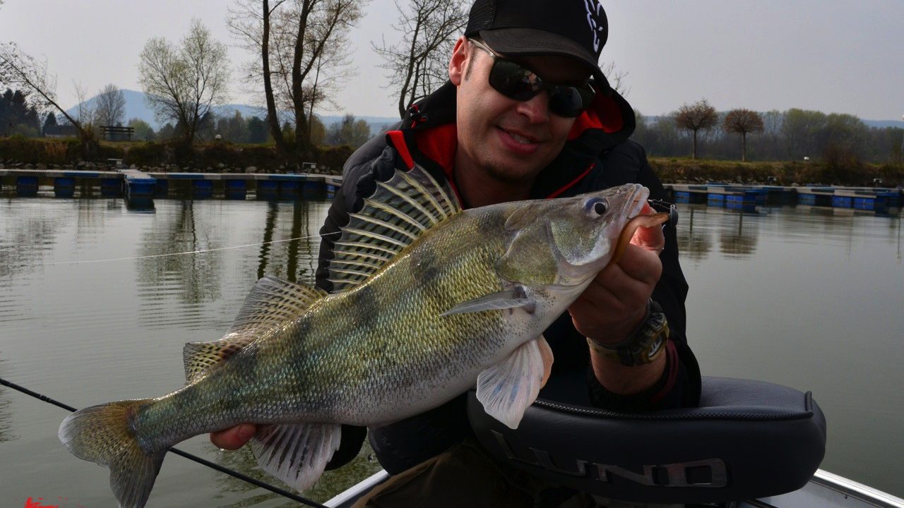 MIt FOX Rage auf fette Zander und Barsche in der Donau