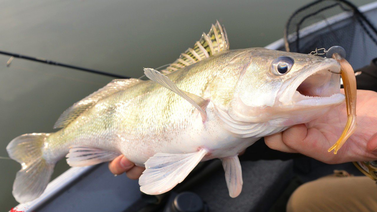 MIt FOX Rage auf fette Zander und Barsche in der Donau
