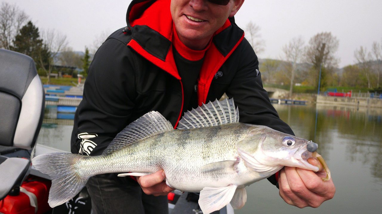 MIt FOX Rage auf fette Zander und Barsche in der Donau