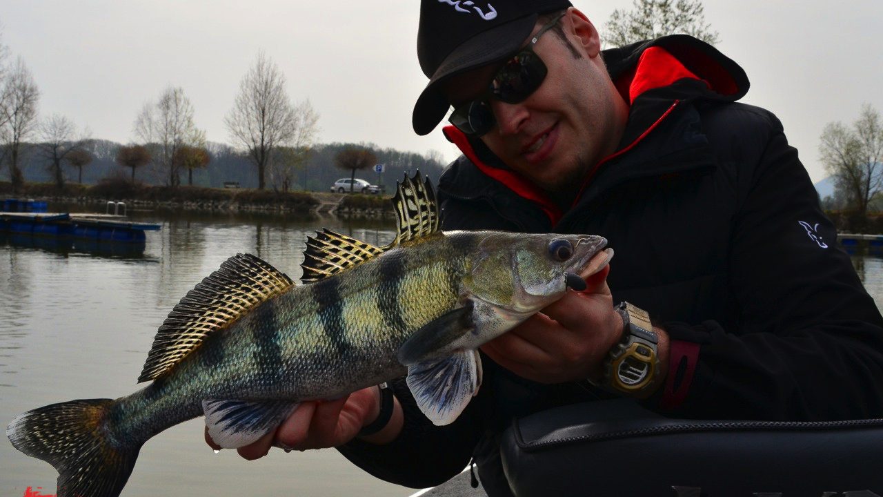 MIt FOX Rage auf fette Zander und Barsche in der Donau