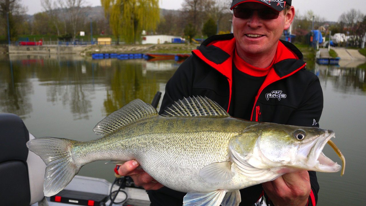 MIt FOX Rage auf fette Zander und Barsche in der Donau