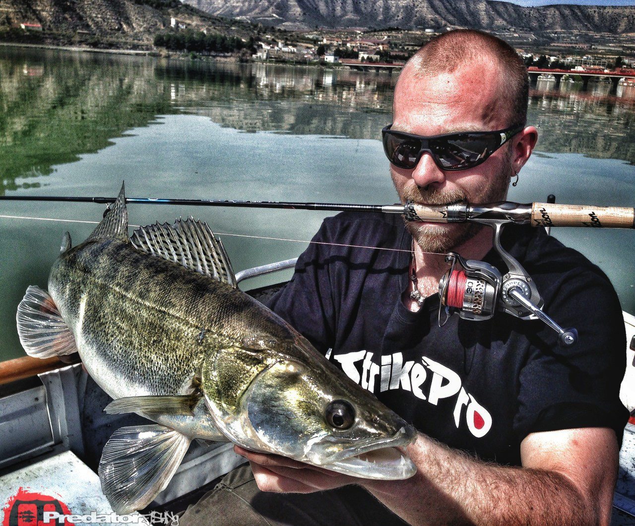 Zander Barsch und Wels am Rio Ebro in Spanien