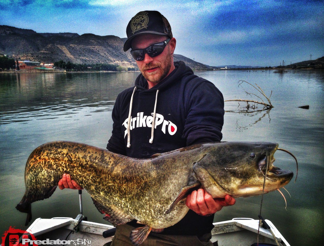 Zander Barsch und Wels am Rio Ebro in Spanien