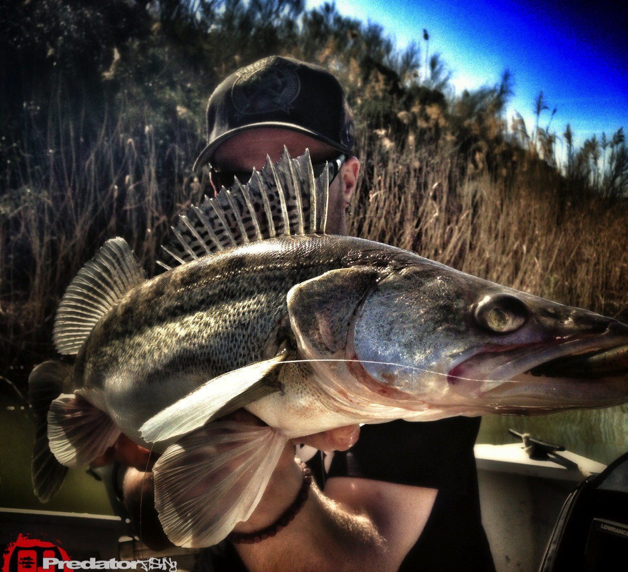 Zander Barsch und Wels am Rio Ebro in Spanien