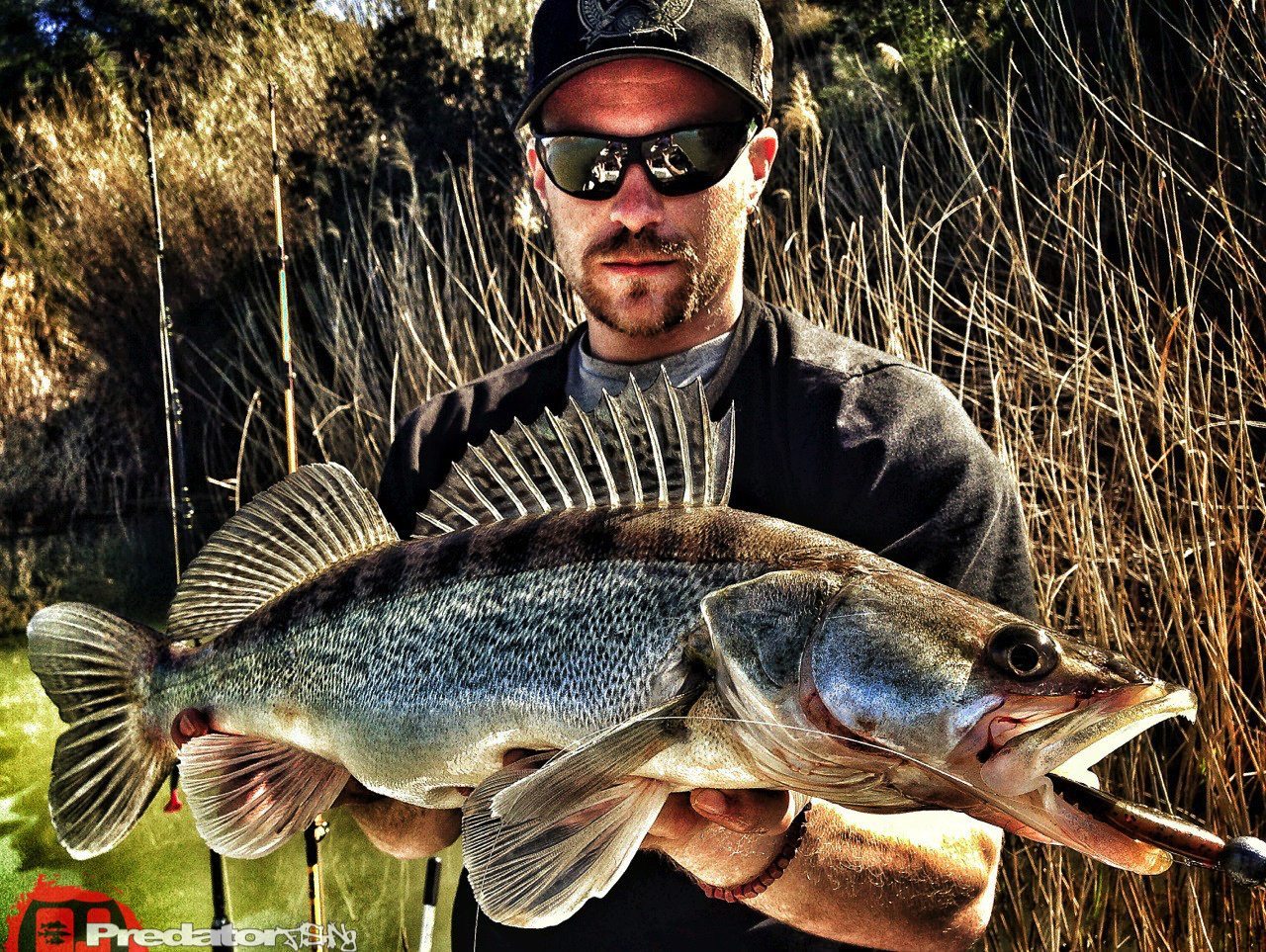 Zander Barsch und Wels am Rio Ebro in Spanien