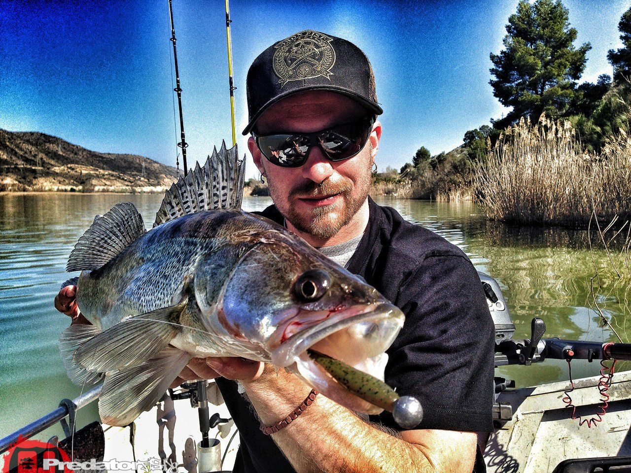 Zander Barsch und Wels am Rio Ebro in Spanien