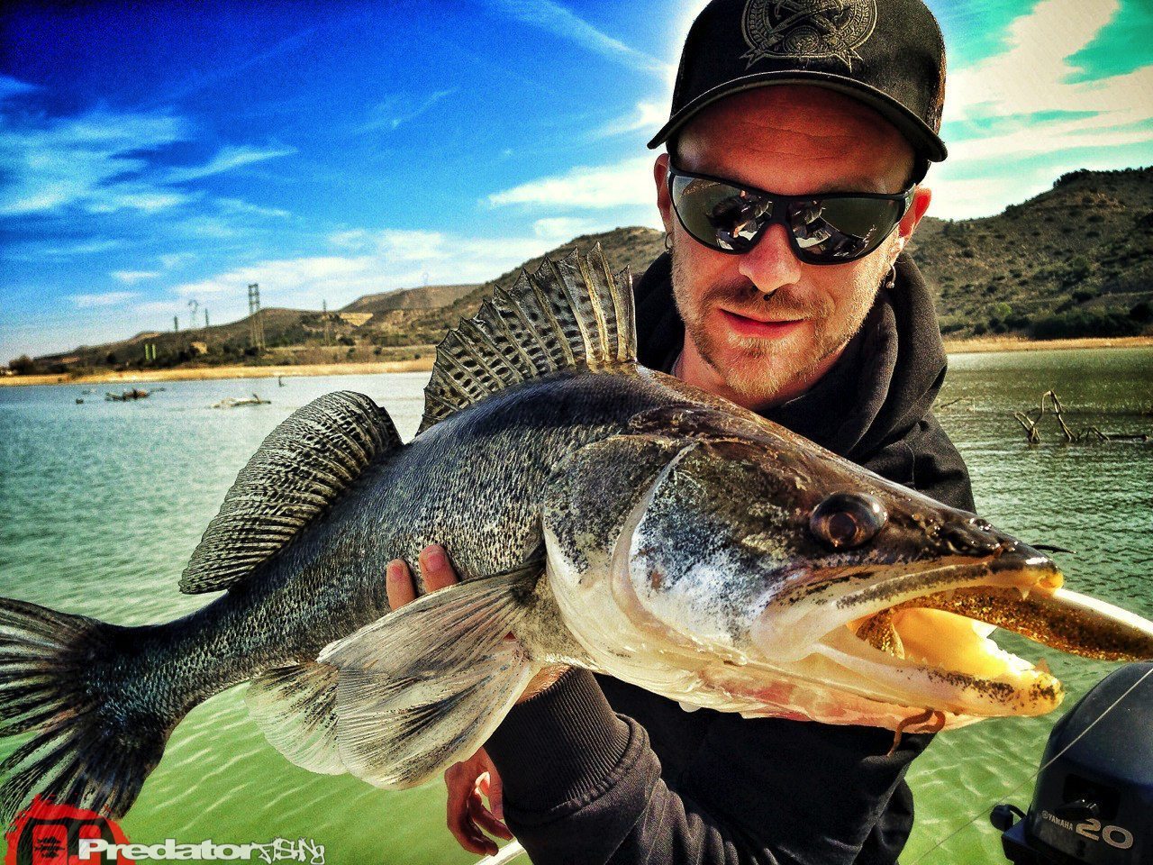 Zander Barsch und Wels am Rio Ebro in Spanien