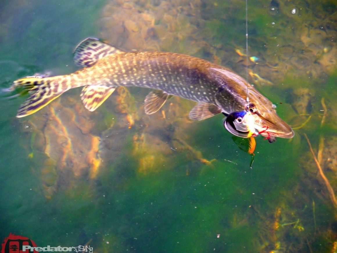 FOX Rage Hitcher-JT-Jointed