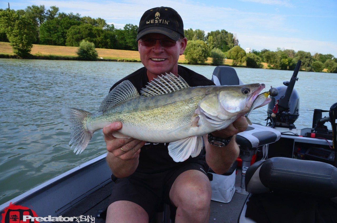 Westin Fishing – SHAD TEEZ