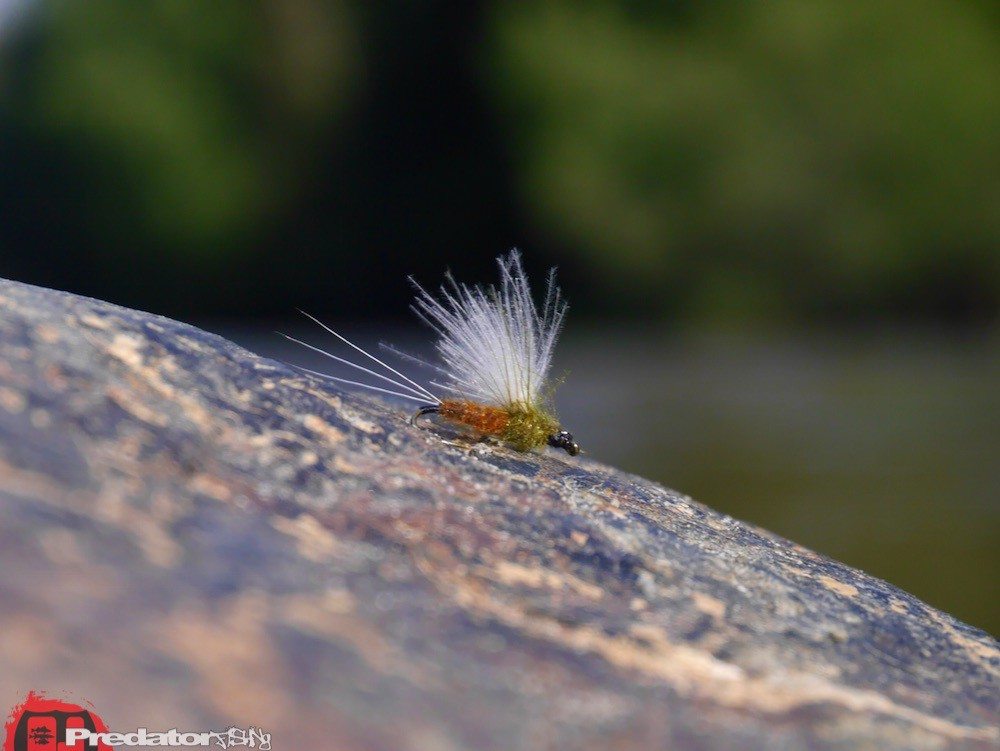 Orivs Amadou Zunderschwamm