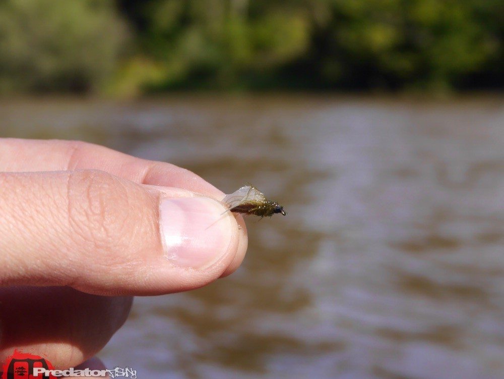 Orivs Amadou Zunderschwamm
