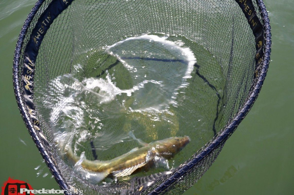 Westin W3 CR Landing Net – Kescher