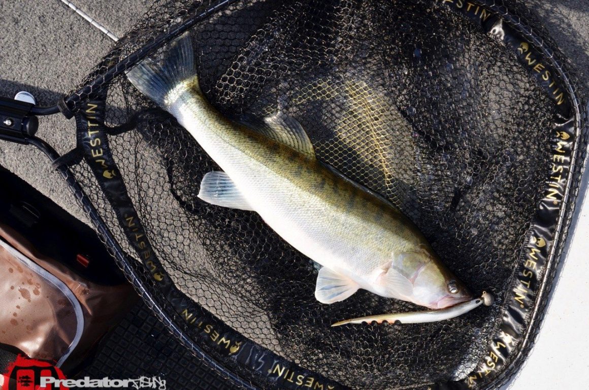 Westin W3 CR Landing Net – Kescher