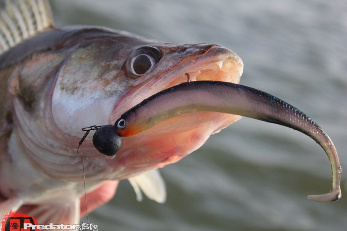 Westin KickTeez ST Westinfishing