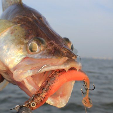 Westin KickTeez ST Westinfishing