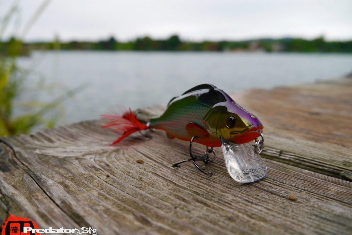 Westinfishing-Percy-the-Perch-HL