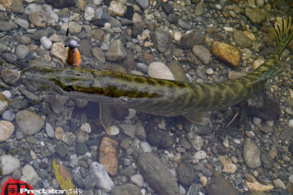 Westin Shad Teez Slim Body