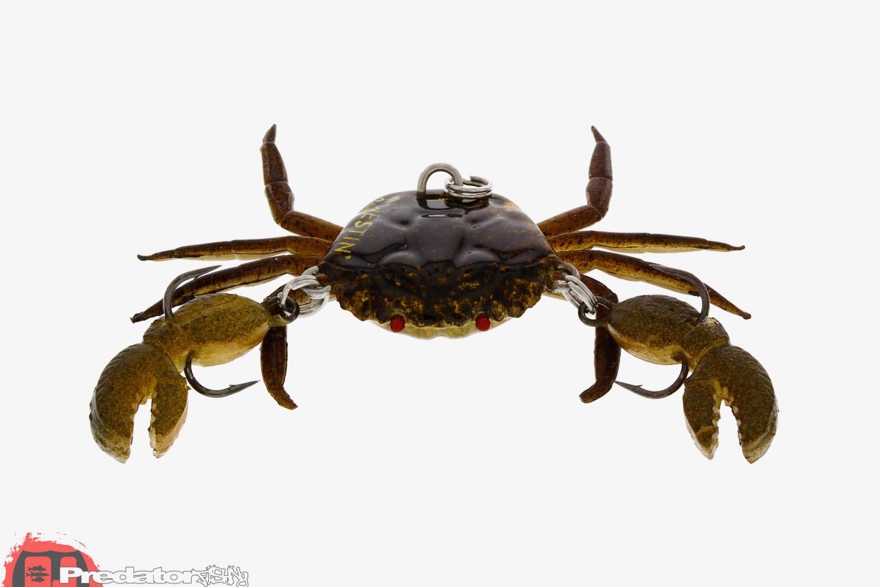 Westin News Frühjahr 2017 Coco the Crab