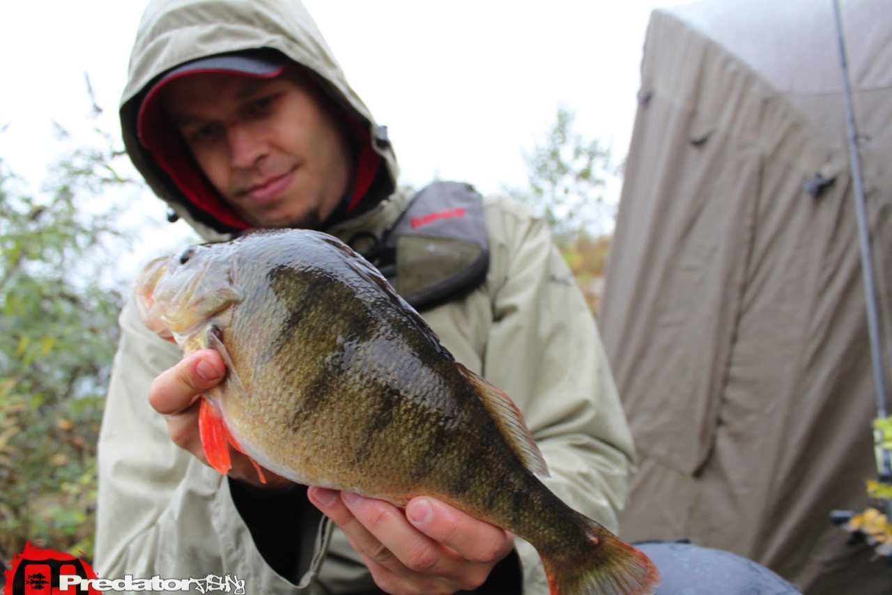 3 Raubfisch Gewässer für ein Haleluja