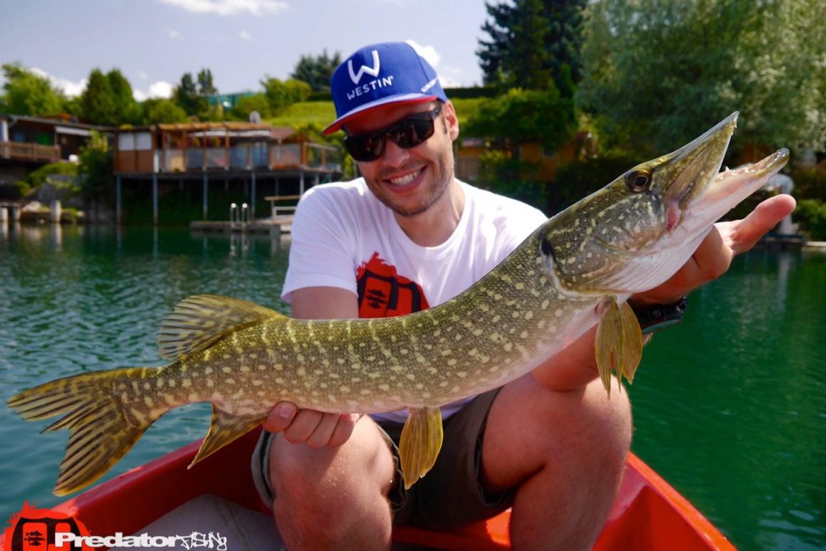 Auch Hecht und Barsch bei großer Hitze mit Westin Hypo Teez und Schad Teez