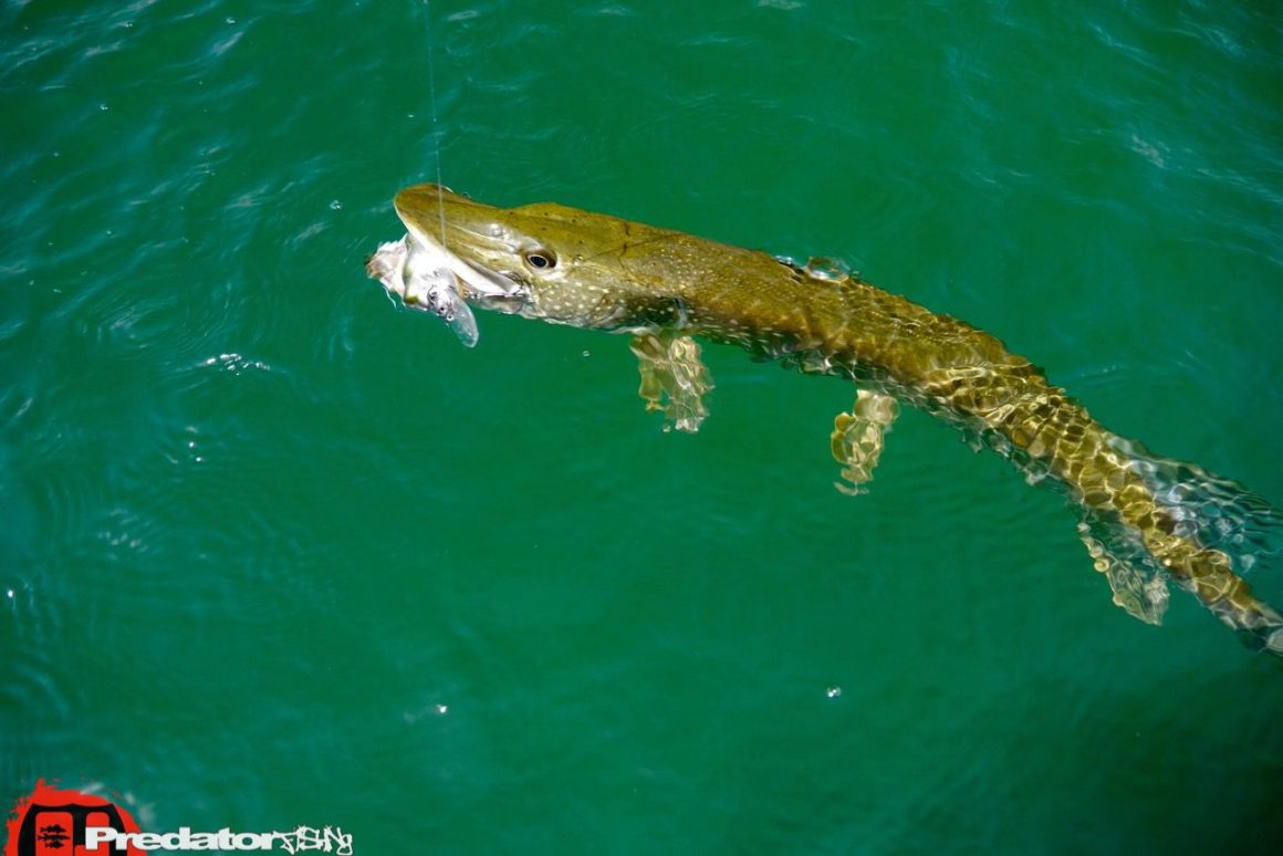 Auch Hecht und Barsch bei großer Hitze mit Westin Hypo Teez und Schad Teez