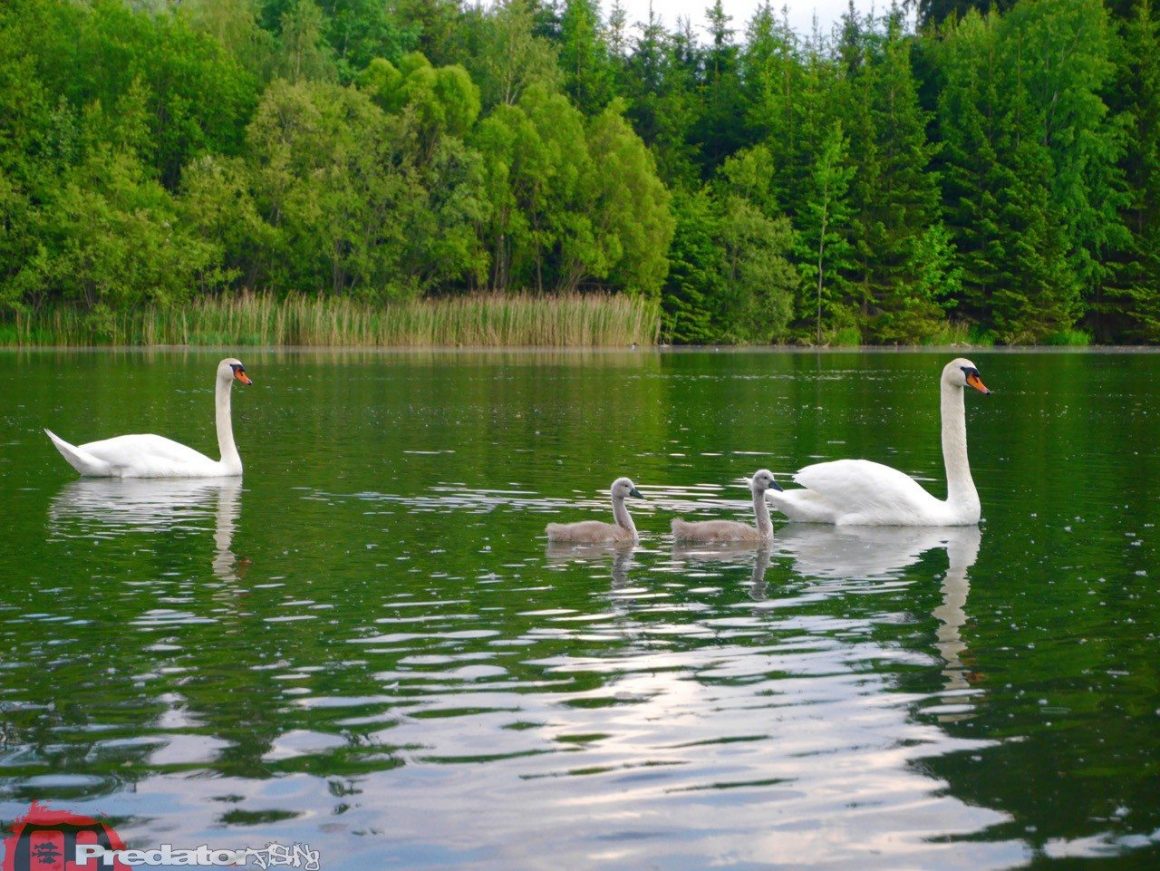 Auf Forelle mit dem FOX Rage Stick Stick an der Mur