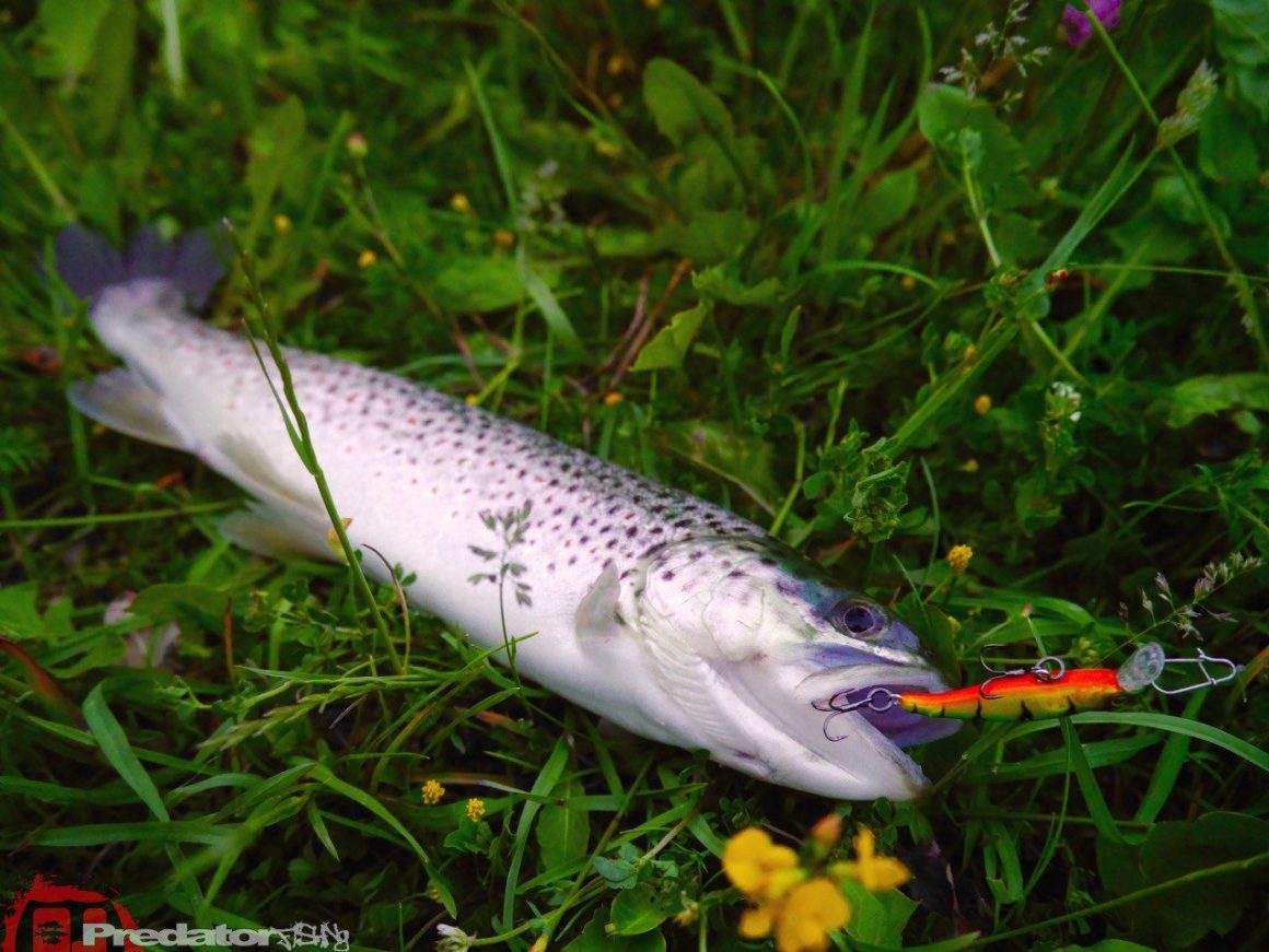 Auf Forelle mit dem FOX Rage Stick Stick an der Mur