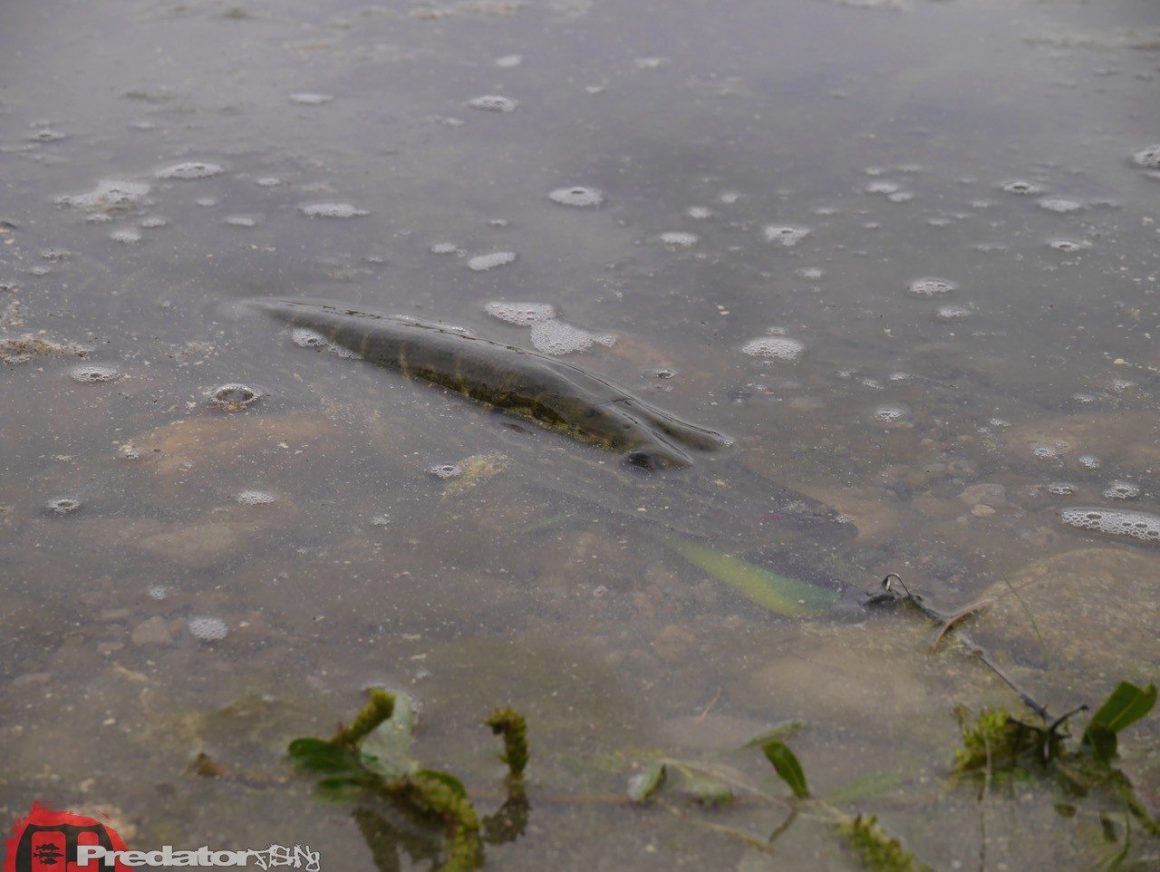 Auf Hecht am 1. Mai und er war Kapital gefangen mit Ködern von FOX Rage