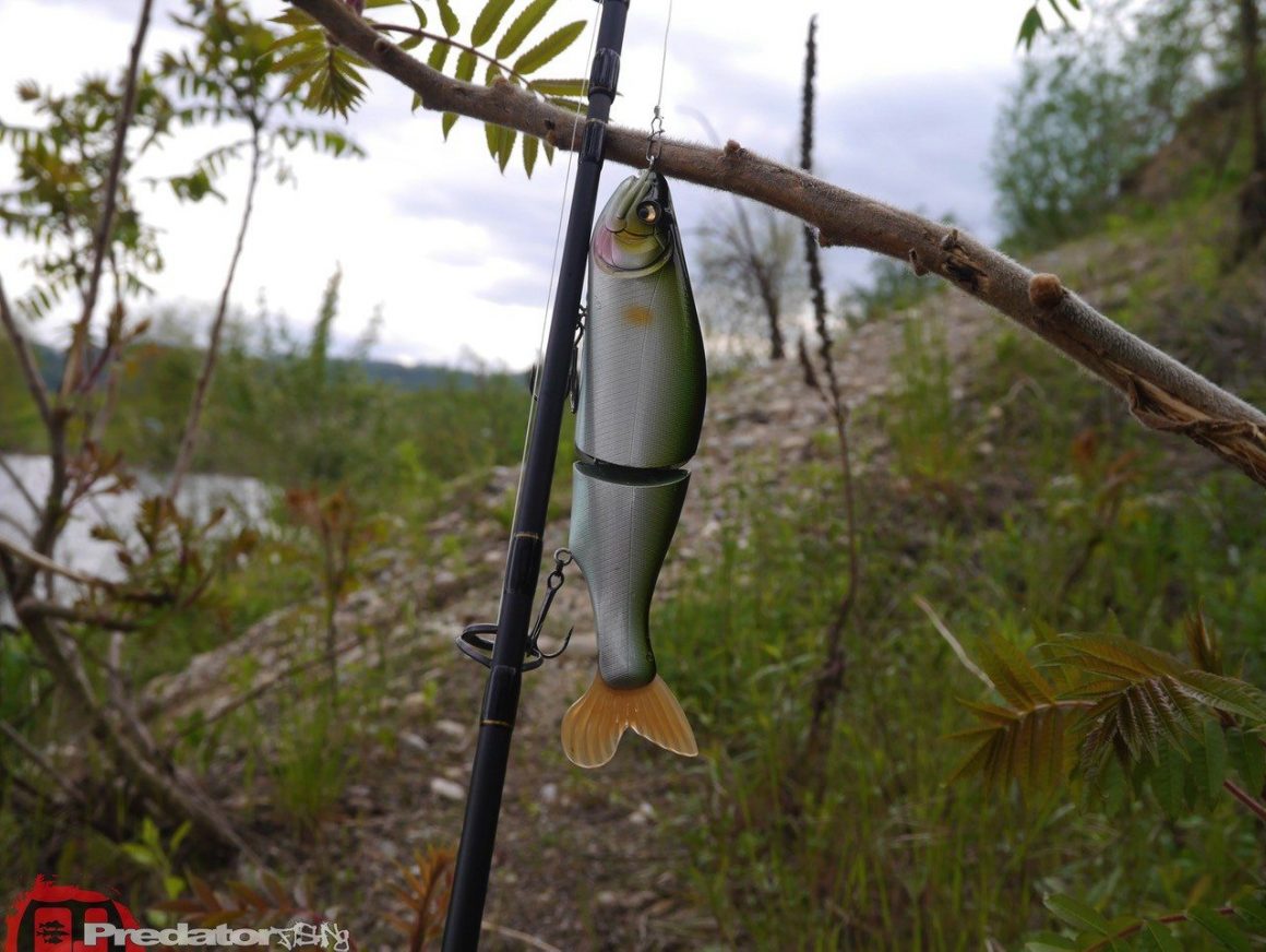 Auf kapitalen Hecht am 1. Mai gefangen mit Ködern von FOX Rage