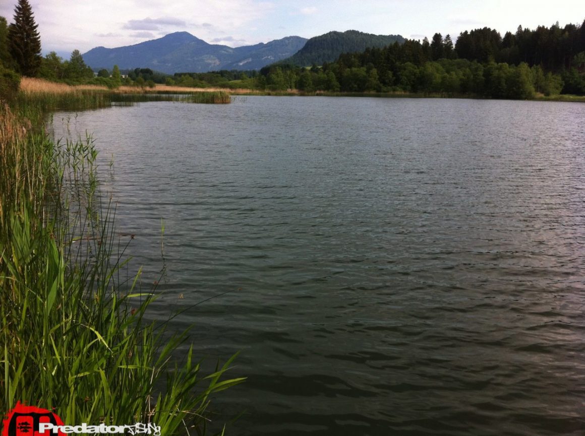 Auf Hecht am Furtnerteich