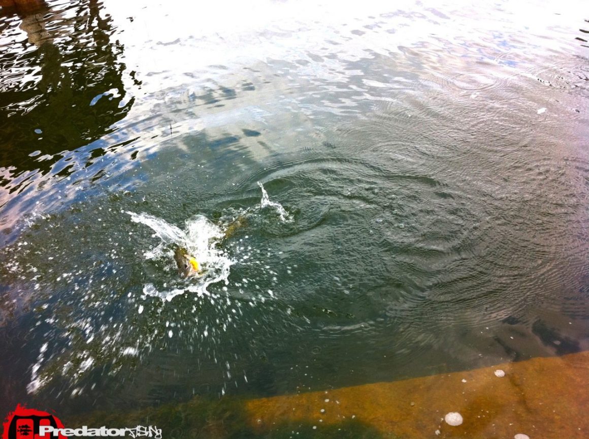 Auf Hecht am Furtnerteich
