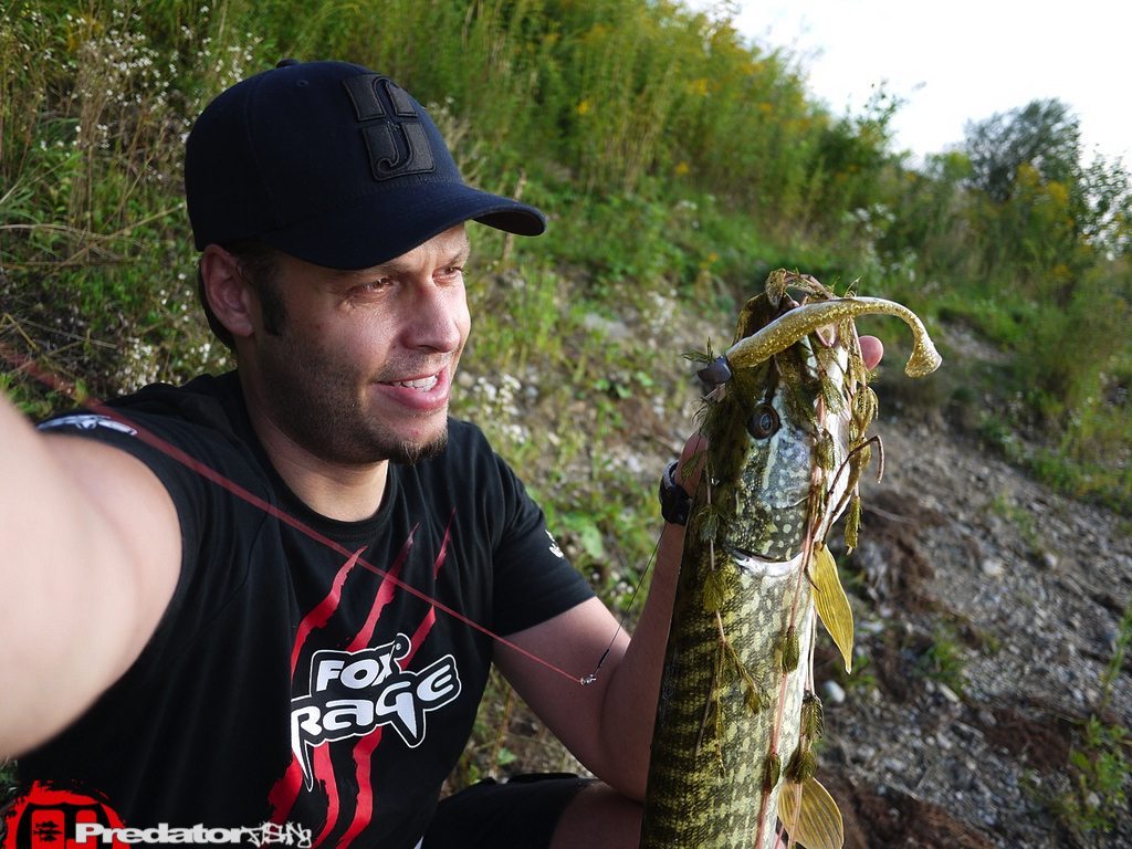 Hecht in trüben Gewässern