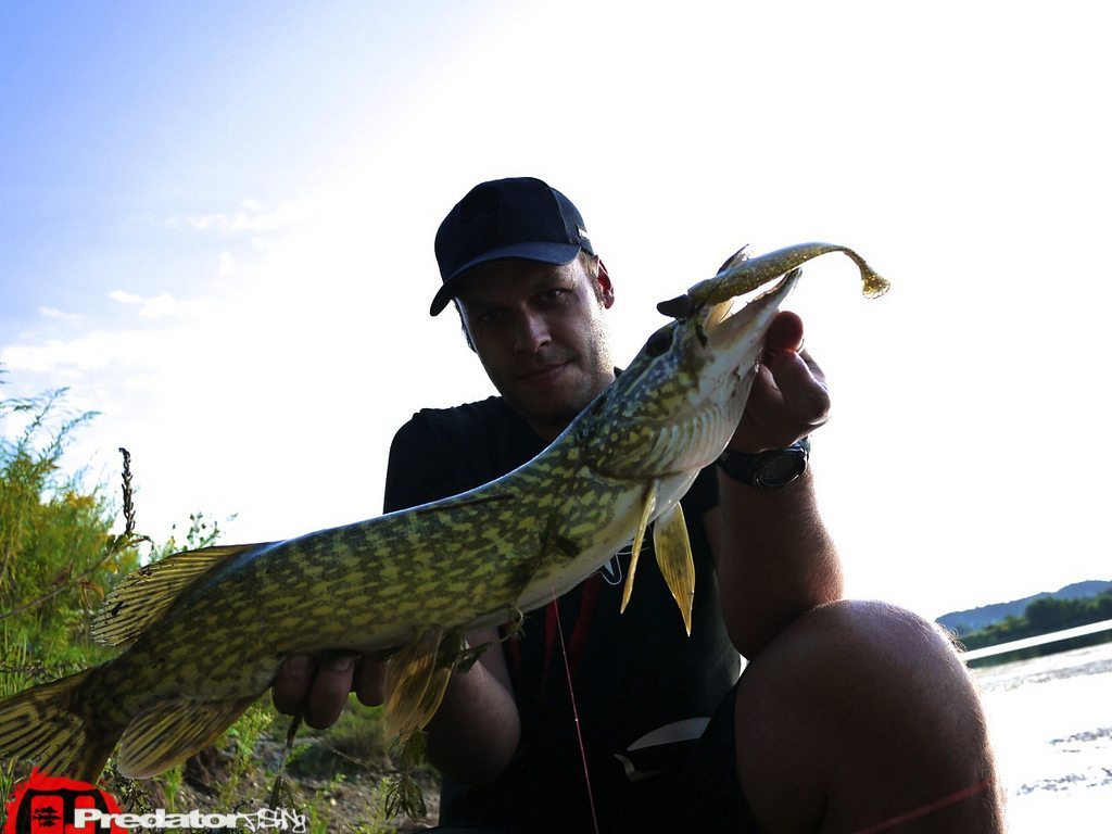 Hecht in trüben Gewässern