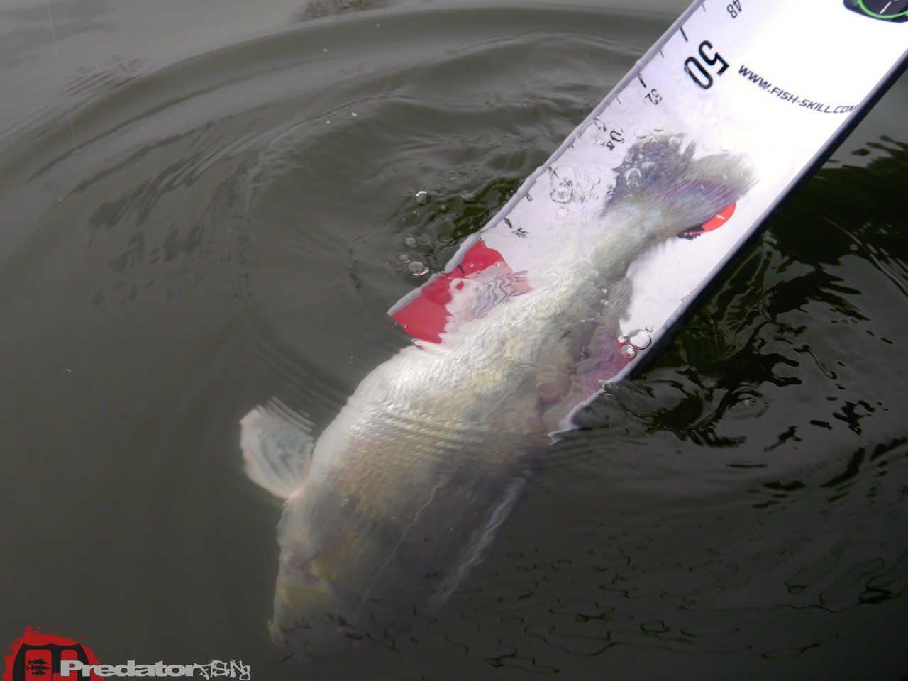 Wieder auf der Donau unterwegs auf Zander und Barsch mit FOX Rage