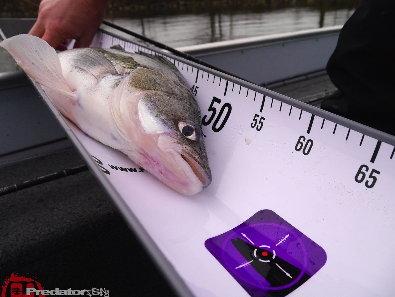 Wieder auf der Donau unterwegs auf Zander und Barsch mit FOX Rage