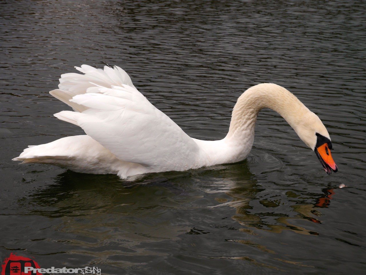 Wieder auf der Donau unterwegs auf Zander und Barsch mit FOX Rage