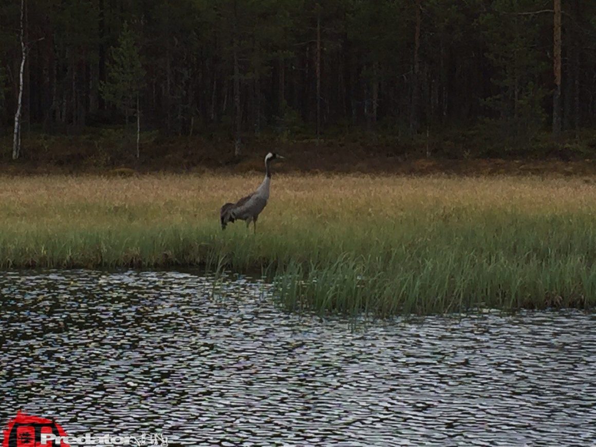 Basti Barramundi auf Hecht in Swedish Lappland