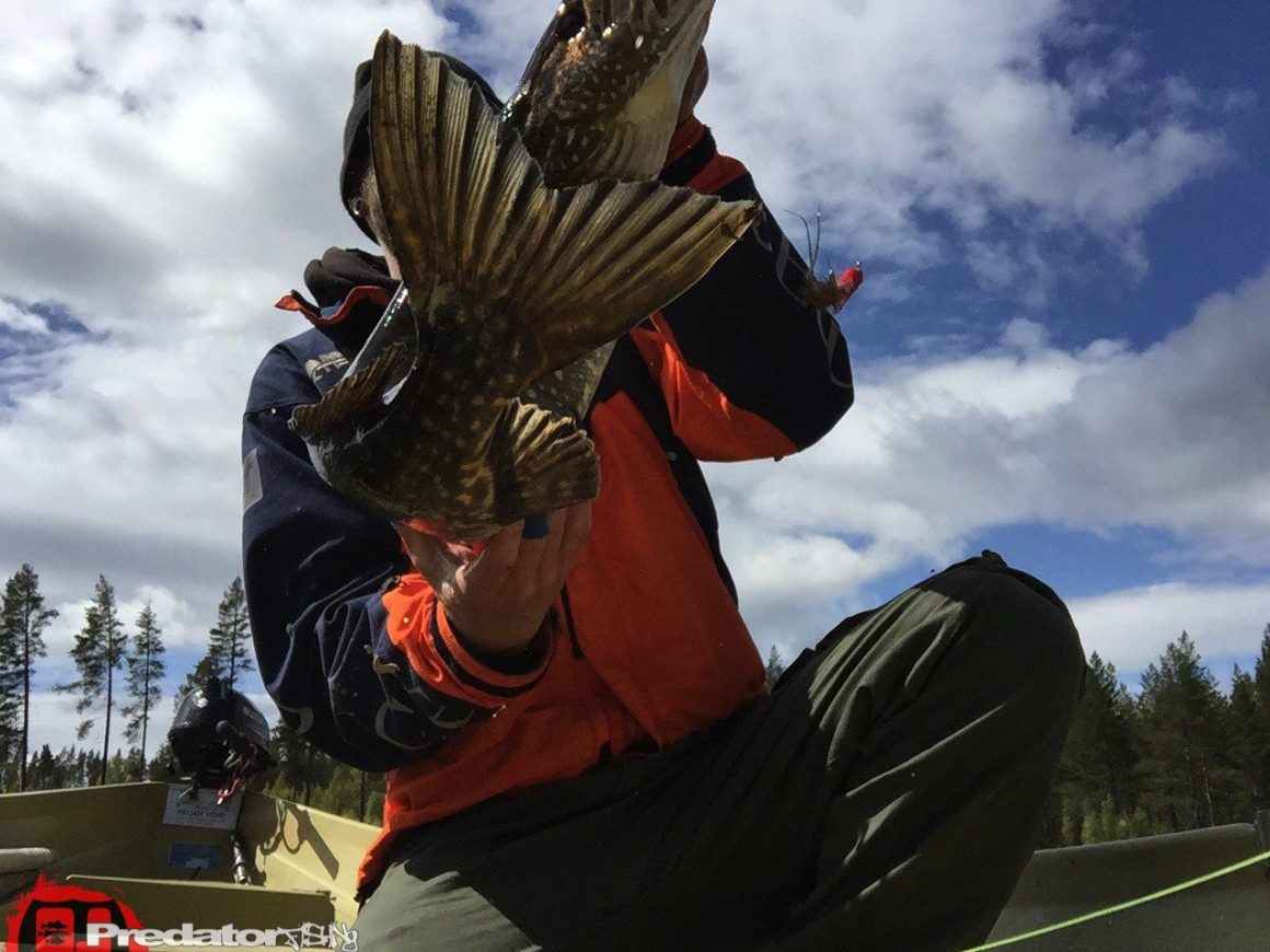 Basti Barramundi auf Hecht in Swedish Lappland