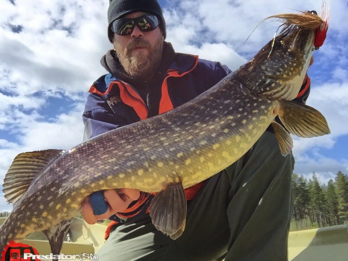 Basti Barramundi auf Hecht in Swedish Lappland